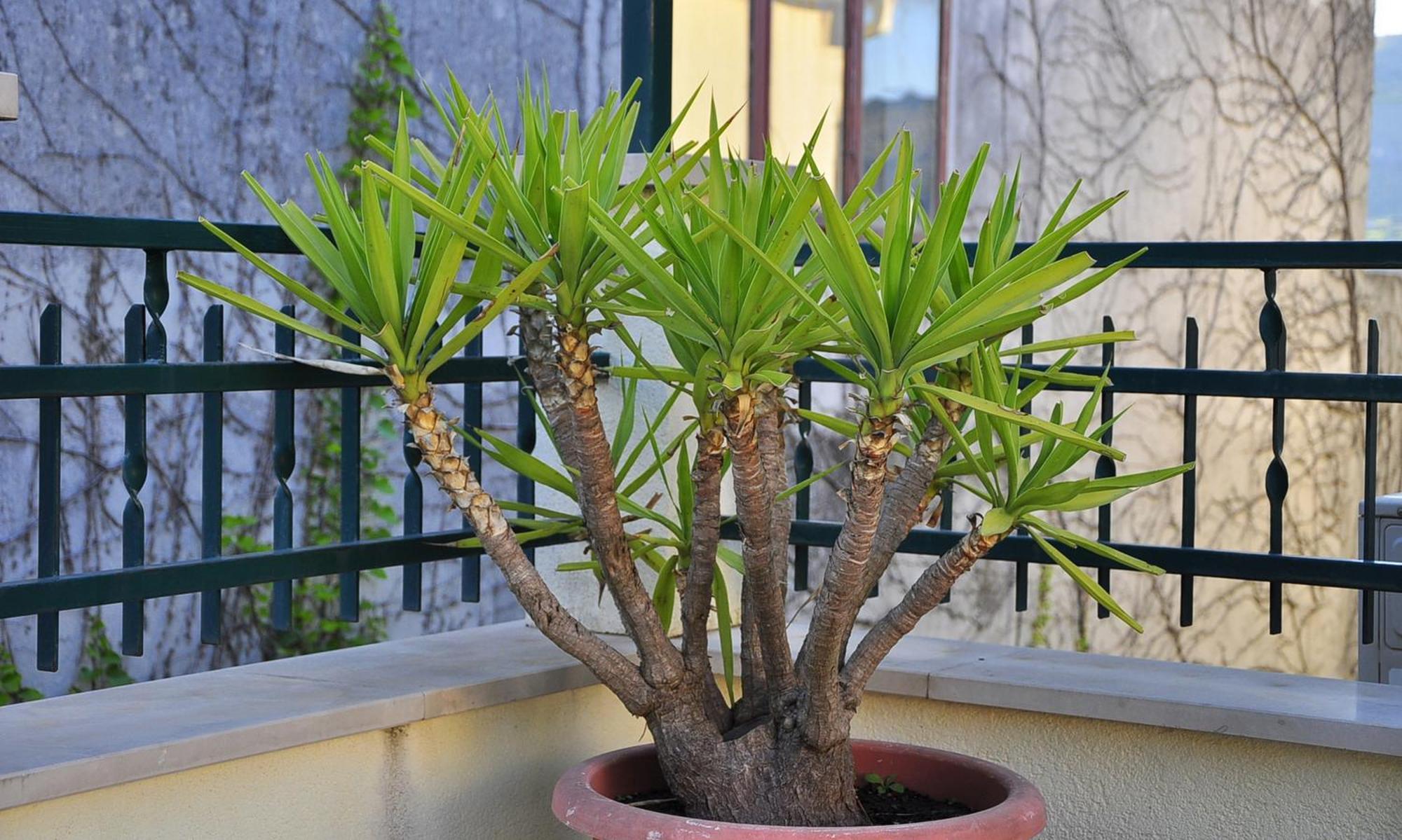 טרוגיר Villa Bakica מראה חיצוני תמונה